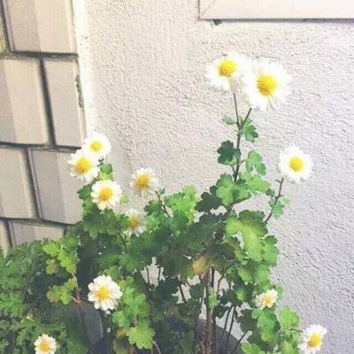 nba范特西360版手游下载